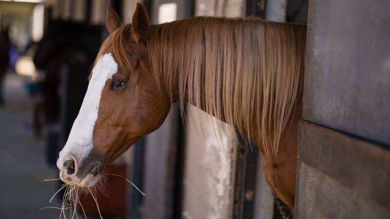 ¿Qué es el botulismo en los caballos?
