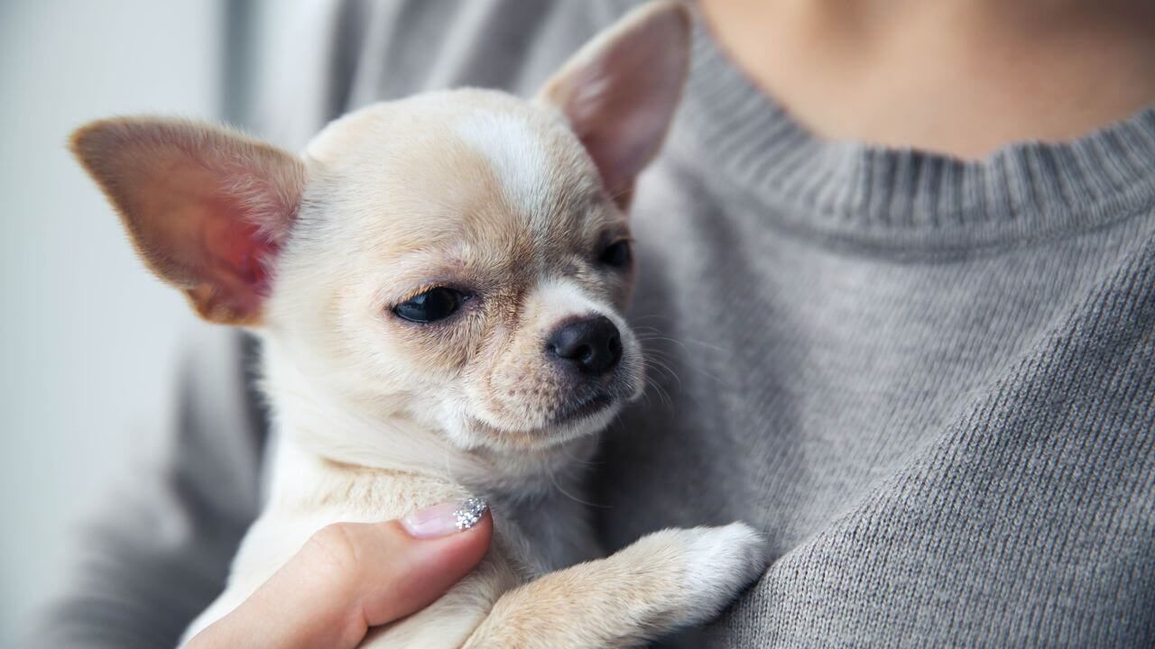 Esperanza de vida de un Chihuahua y otras cuestiones