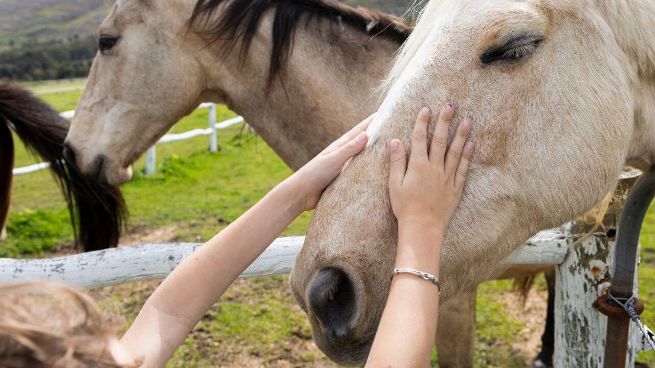 ¿Cómo despedirte de tu caballo a su muerte?